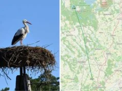 Słynny bocian Krutek odleciał do Afryki. Lot będzie śledzony przez GPS
