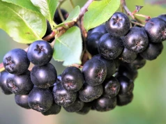 Ile płacą w skupach za aronię, czarny bez, maliny i jeżyny? Mamy aktualne ceny