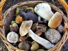 Na tych grzybach można zarobić najwięcej. Stawki sięgają 300 zł/kg