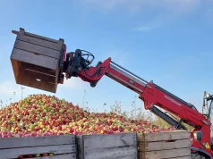 Kto naprawdę korzysta na wojnie cenowej skupów? Sadownicy już to widzą