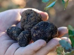 Kosztują nawet 1,5 tys. za kilogram. Można je znaleźć w tych regionach Polski