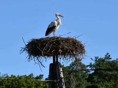 Pustka w bocianim gnieździe w Krutyni. Mazury pożegnały ptasiego celebrytę