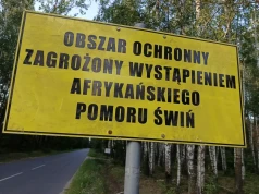 ASF w kolejnym gospodarstwie. Zlikwidowano 231 świń