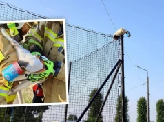 Strażacy zdjęli duszącego się kota z ogrodzenia boiska. Głowę miał w puszce