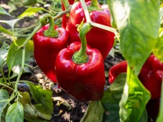 Papryka może wkrótce podrożeć. Sezon się kończy, a krajowej produkcji jest mniej