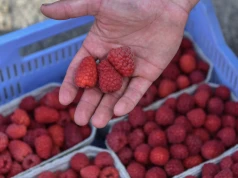 Maliny z 40 na 20 zł/kg. Na rynku warzyw i owoców duże zmiany cen