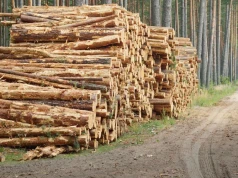 Polskim firmom brakuje drewna. Branża: nowe zasady Lasów Państwowych pogłębiają problem