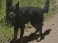 Przywiązał psa i zostawił bez wody. Policjanci ustalili właściciela
