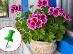 Trik ze szpilką na pelargonie. Kwitną burzą kwiatów do samego października