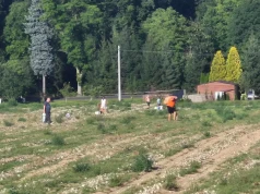 Skup płacił 20 gr/kg. Teraz rolnik wyśle cebulę do całej Polski