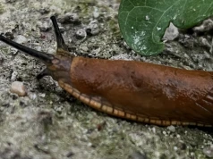 Po siewie monitoruj plantację rzepaku. Lokalnie problemem mogą być ślimaki