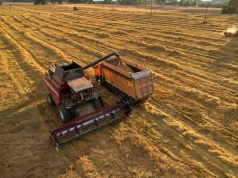 Żniwa na finiszu, ale powodów do radości nie ma