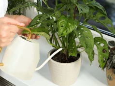 Monstera w sierpniu potrzebuje nawozu. Ale co z innymi roślinami?