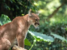 Puma na Mazowszu? Wszczęto alarm, ale finał sprawy zaskoczył wszystkich