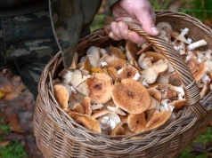 Gubią się na grzybach. Policja apeluje