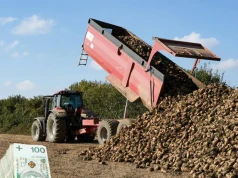 Susza niszczy buraki cukrowe. W tych krajach plony spadną najbardziej