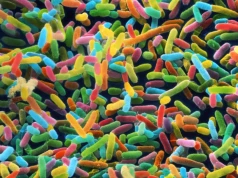 Jak mikrobiom jelit przyczynia się do rozwoju alzheimera