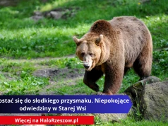 Chciał dostać się do słodkiego przysmaku. Niepokojące odwiedziny w Starej Wsi