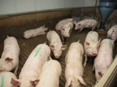 W krótkim terminie sytuacja sprzyja producentom tuczników. Mają przewagę negocjacyjną