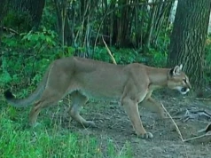 Puma grasuje w lasach na Dolnym Śląsku. Jest zdjęcie z fotopułapki!