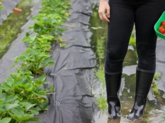 Deszcz pomoże wysuszonym rzekom. Hydrolog ostrzega jednak przed lokalnymi podtopieniami