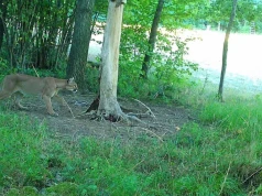 Puma w lesie okazała się prawdziwa! Jest zdjęcie z fotopułapki