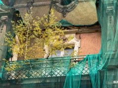 Brzoza na tarasie "tykającą bombą"
