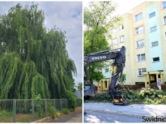 30 drzew do wycinki. Pod parkingi, pod nowe rondo. Czy nie ma innego wyjścia?