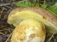 Ten grzyb jest najlepszy do suszenia. Na długo zachowuje smak i aromat