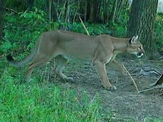 Puma grasuje w lasach na Dolnym Śląsku. "Mamy konkretny dowód"