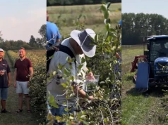Święto aronii już 23 sierpnia! Zapraszamy do udziału w wydarzeniu