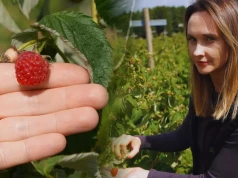 Trwają zbiory malin jesiennych. Pogoda sprzyja szarej pleśni