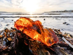 Wybrał się na plażę z psem, kaczką i gęsią . Odkryli półkilogramowy skarb
