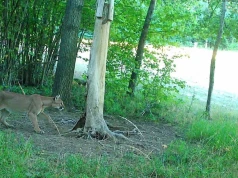 Dziki kot w dolnośląskim lesie. To jednak puma, jest nagranie