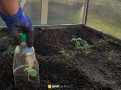 Plastikowe butelki kontra mrówki. Prosty sposób na uporczywe owady w ogrodzie
