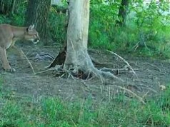 Puma w lesie pod Świdnicą. Jest zdjęcie z fotopułapki. Leśnicy ostrzegają