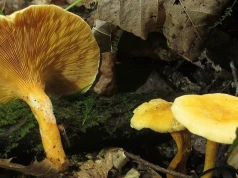 Uważaj podczas zbierania grzybów. Podpowiadamy jak nie pomylić kurki z lisówką pomarańczową