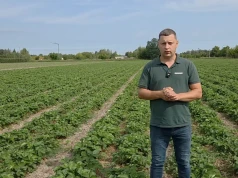 Sierpień na plantacji truskawek. Woda, zdrowe liście i dobre ukorzenienie to podstawa