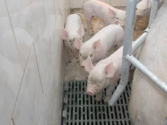 100 tys. zł dla hodowców świń. Dofinansowanie na bioasekurację ASF od 2 września