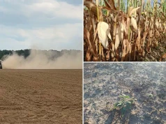 Buraki małe jak szklanka, 90 ha fasolki do zaorania. Rolnik: „Ręce opadają”