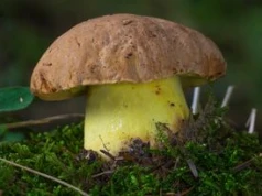 Niemal każdy grzybiarz powie, że to najlepszy grzyb do suszenia. Pełen smaku i nie ma goryczki