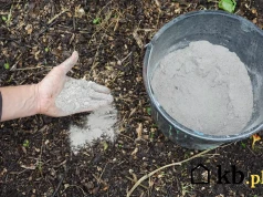 Po zimie zostało mu wiadro popiołu z pelletu. Sąsiad powiedział, żeby nie wyrzucał go do śmieci