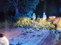 Nocny wyjazd strażaków. Drzewo powalone na trasie Sypniewo–Szwecja