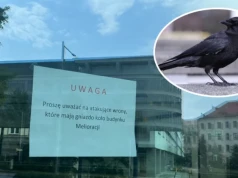 Na Grunwaldzie prawie jak u Hitchcocka. Wrony nurkują nad głowami przechodniów