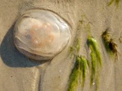 Setki meduz na bałtyckich plażach. Czy plażowicze mają powody do obaw?