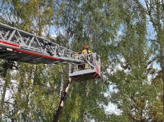 27 interwencji po silnym, nocnym wietrze. Strażacy usuwali powalone drzewa