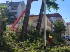 „To ostatnie wielkie drzewa przy tej ulicy”. Wycinka na Kluczborskiej oburzyła mieszkańców