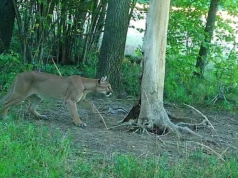 Nagły zwrot w sprawie pumy. Szokujące ustalenia policji. Puma to... żart!