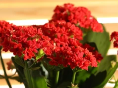 Trik florystów na kwitnienie kalanchoe. Roślinę pokryje burza kwiatów