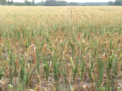 Susza dewastuje uprawy. Rolnicy żądają konstytucyjnej ochrony klimatu
